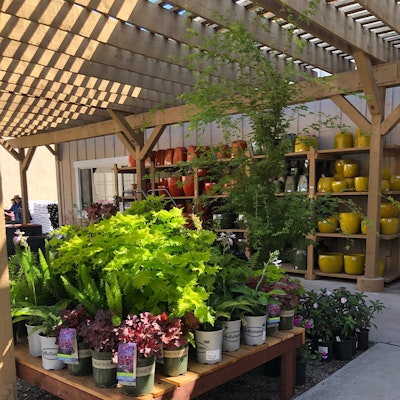 Potted plants outside