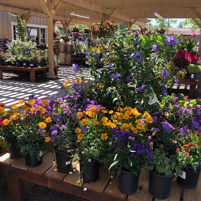 Dublin Store California SummerWinds Nursery