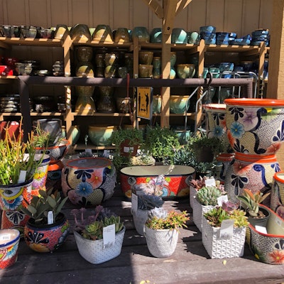 Potted plants outside