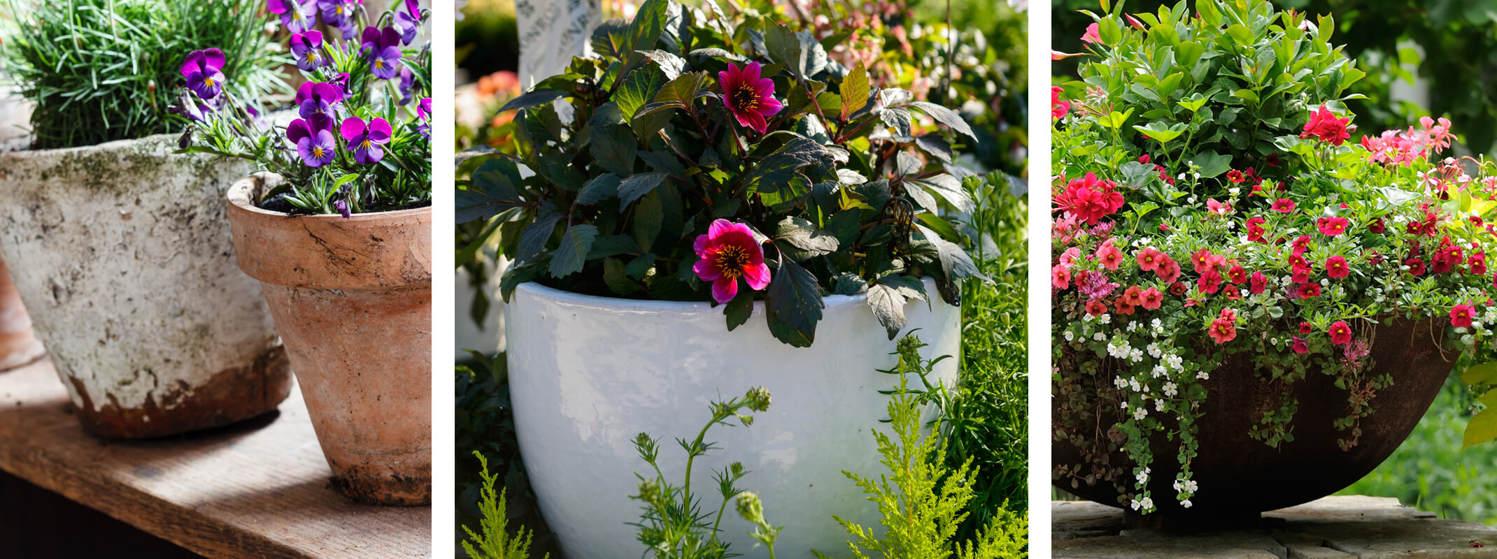 container gardening banner container gardening different kinds of pottery with different types of plants planted inside from terra cotta to white ceramic and mondo grass to pansies and calibrachoa