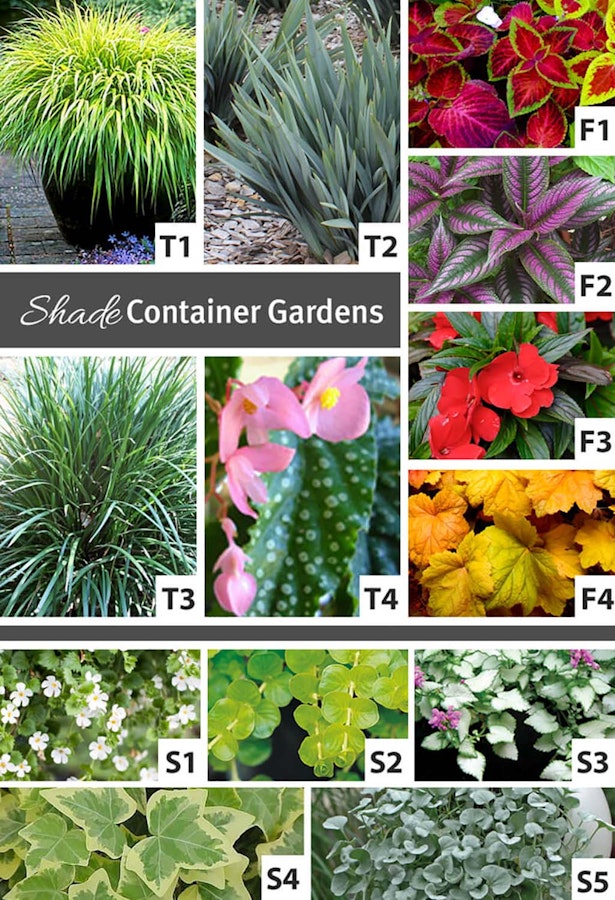 Shows an assortment of plants that thrive in shade for container gardens