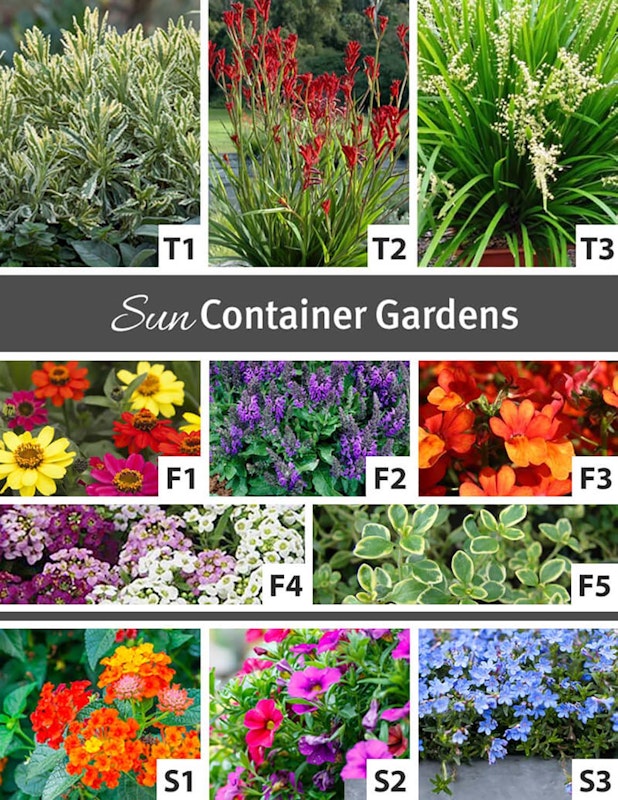 Shows an assortment of plants that thrive in sun for container gardens