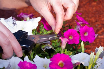 A person using pruners or clippers to deadhead or clip off dead petunias from a beautiful display of pink and white petunias