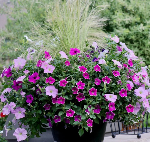 container garden with dark purple pink and light pink petunias and fountain grass in a dark pot on a sidewalk