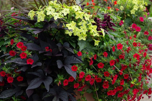 container garden with dark purple black ipomea, red calibrachoa, yellow floewrs and purple fountain grass