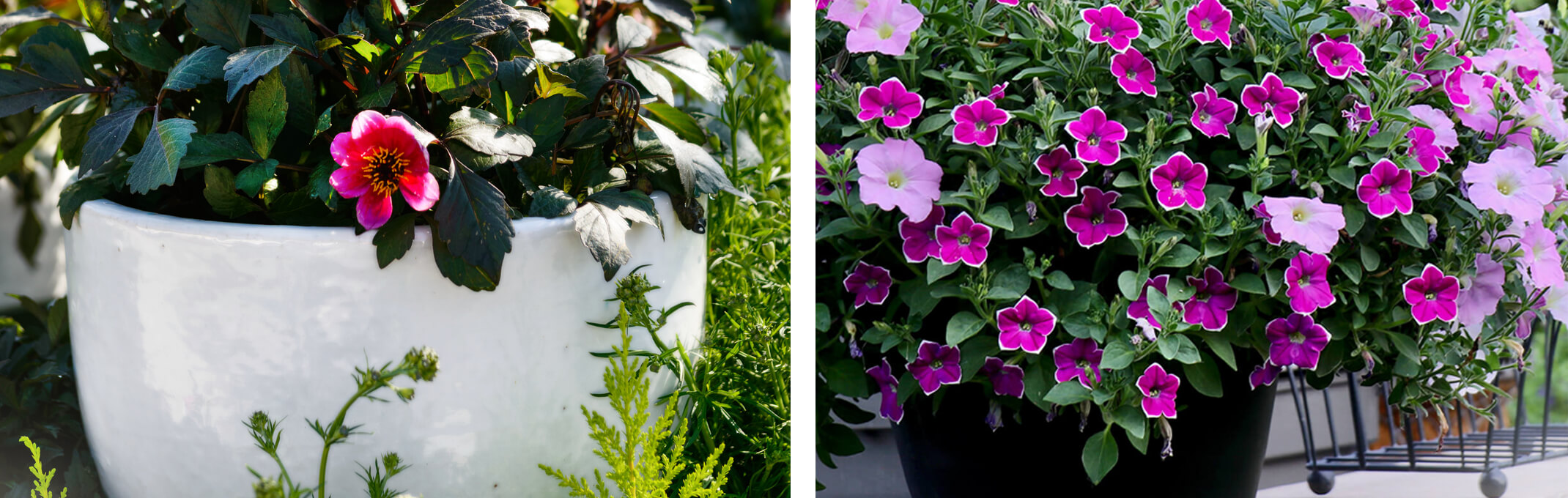 2 images of container gardens - the first is of a white glazed outdoor container with a pink rose inside and the second is a black pot with purple pink petunias