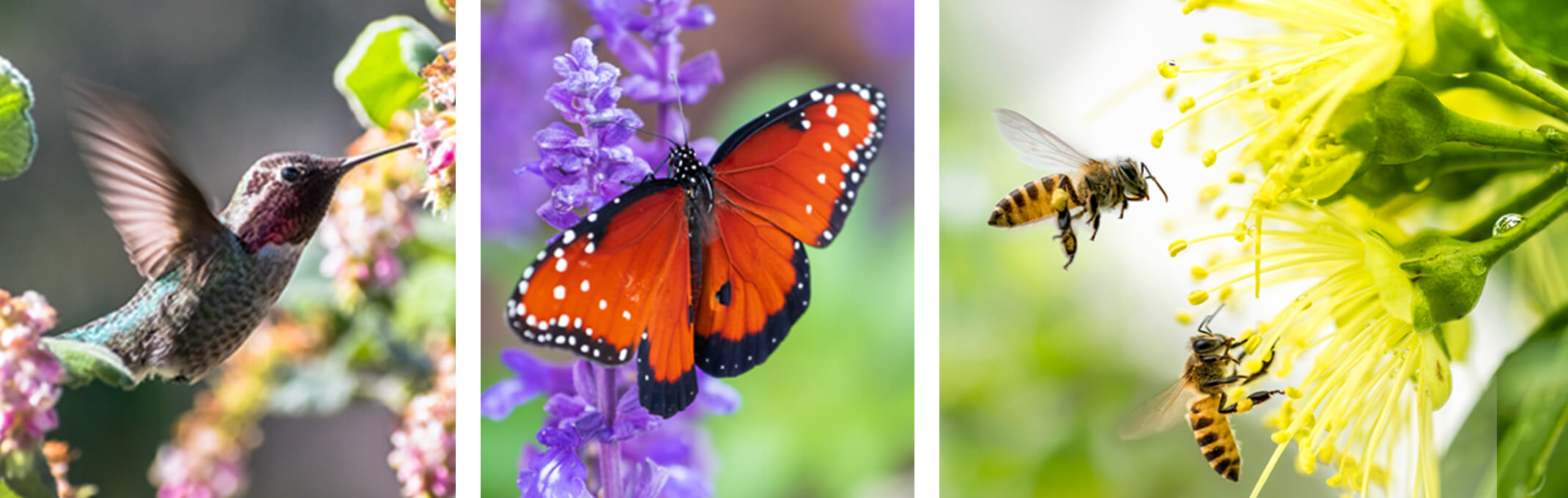 3 images of pollinators - the first is a hummingbird, the second a butterfly on lavender and the third is 2 bees extracting pollen from a yellow flower
