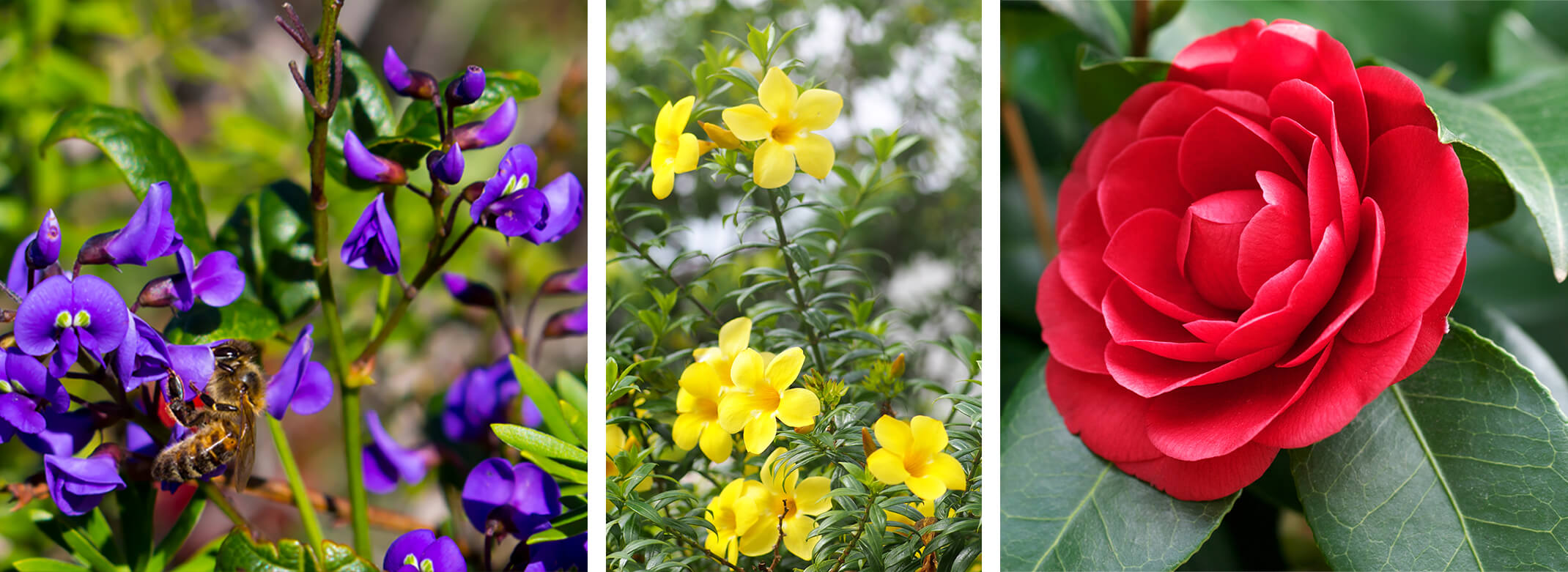 3 images: a closeup of purple Hardenbergia with a bee enjoying them; yellow Carolina Jessamine shrub; and a closeup of a red Camellia bloom