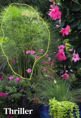 container garden with large grass thrillers and creeping jenny spiller with thriller outlined