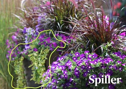 2 container gardens full of purple flowers as fillers, fountain grass as the thriller and possibly creeping jenny as the spiller with spiller outlined