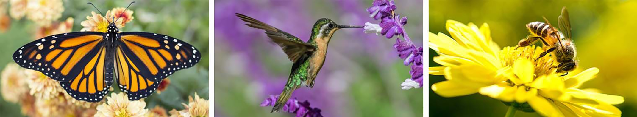 3 images of pollinators monarch butterfly on flowers, hummingbird drinking nectar from flower and bee sitting on yellow flower