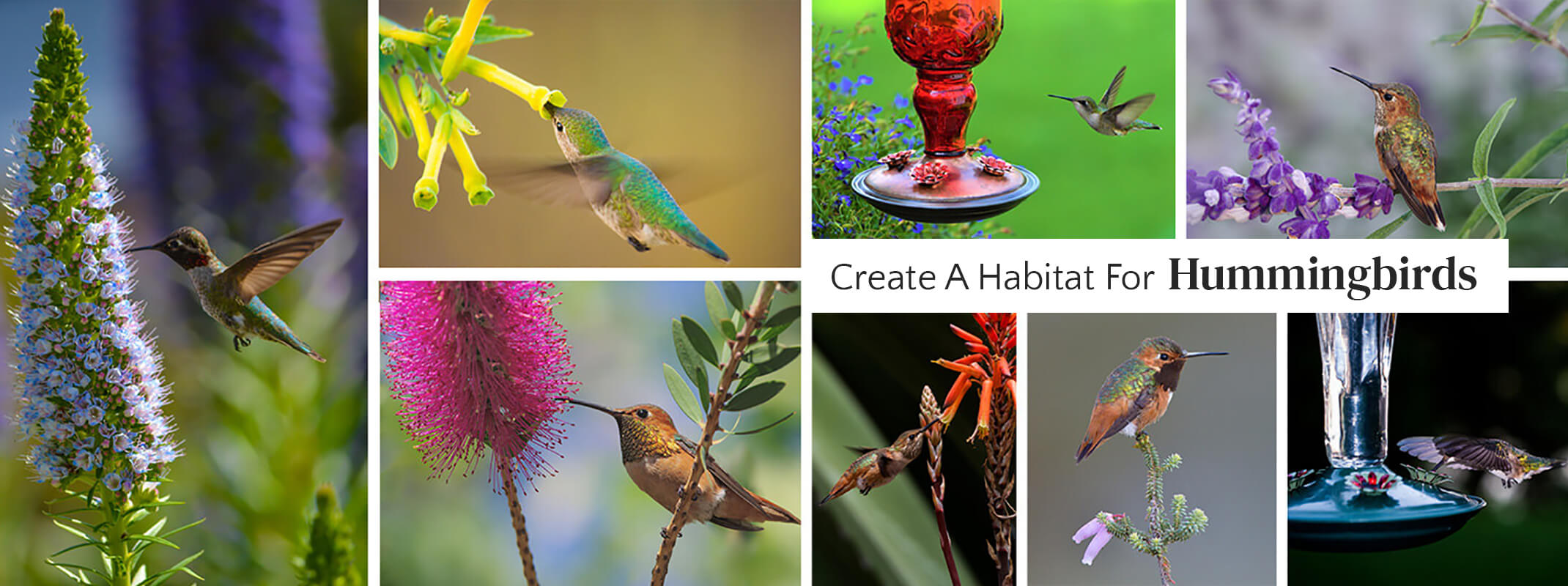 Multiple pictures of hummingbirds eating from flowers and hummingbird feeders with the words 