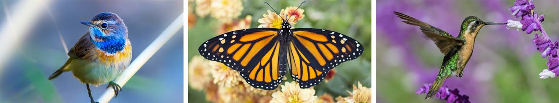 3 images of pollinators with blue bird, monarch butterfly on flowers, hummingbird drinking nectar from flower