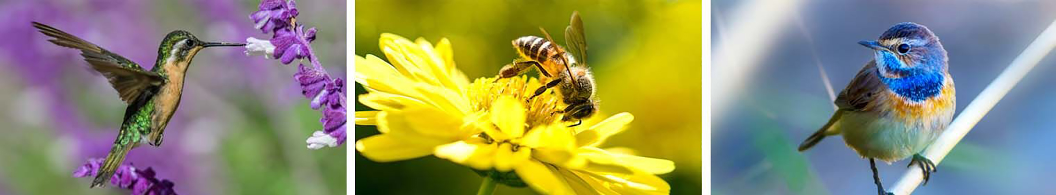 3 images of pollinators hummingbird drinking nectar from flower and bee sitting on yellow flower and blue bird