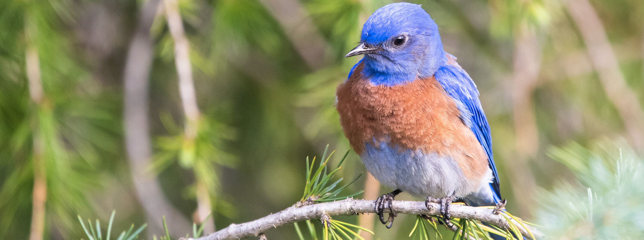 Bluebird sitting on evergreen branch