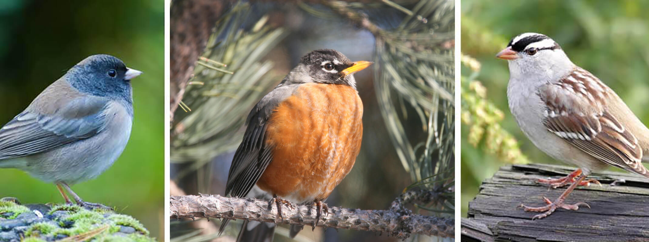 3 different images of California birds in their natural habitat 