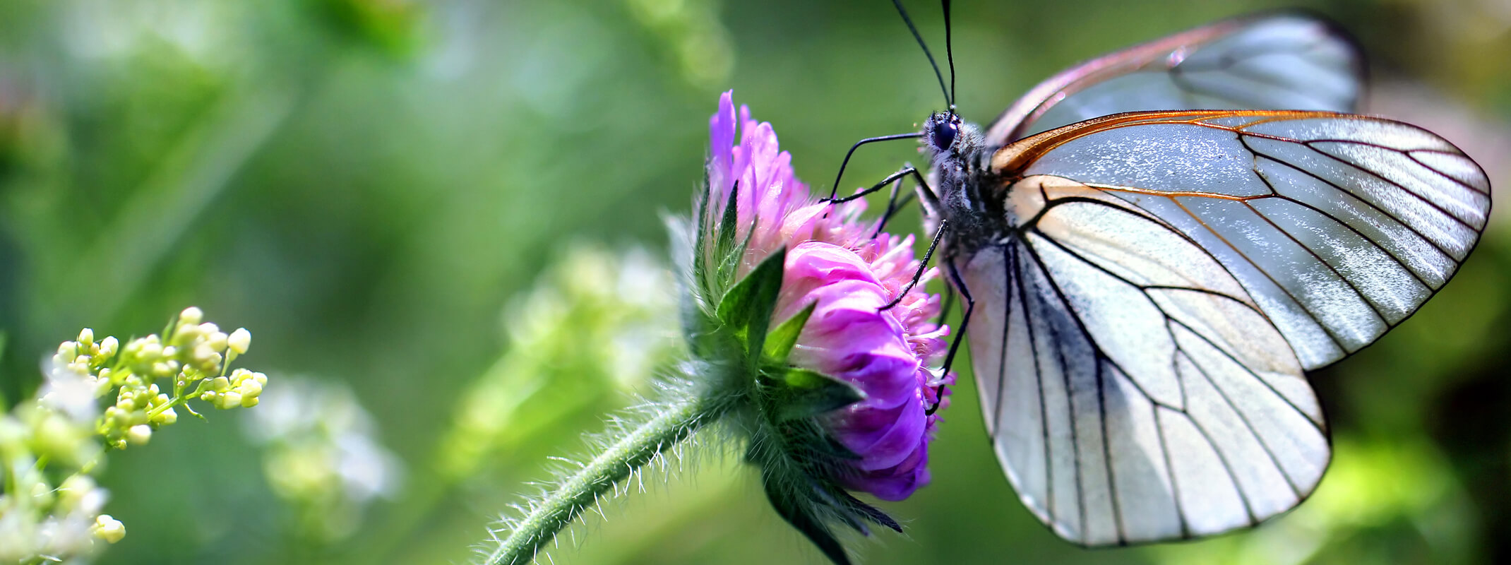 Butterfly with luminous white wings hanging on to a purple flower