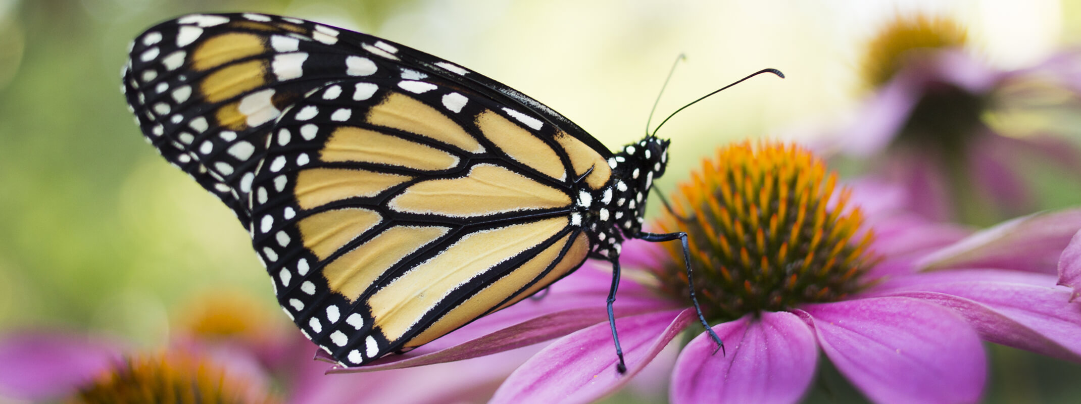 Monarch butterfly sitting on a cone flower