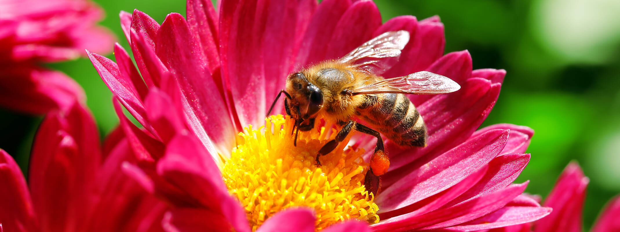 A bee sitting in the middle of a bright pink flower