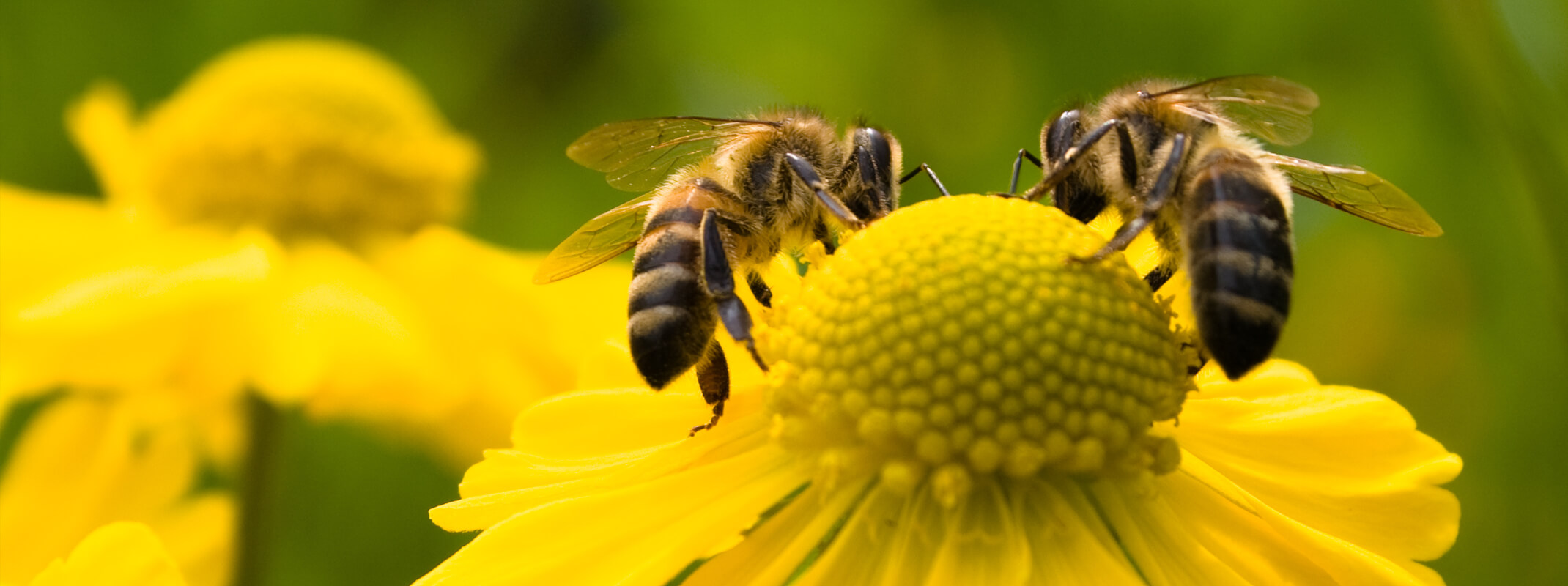 Bees on plants