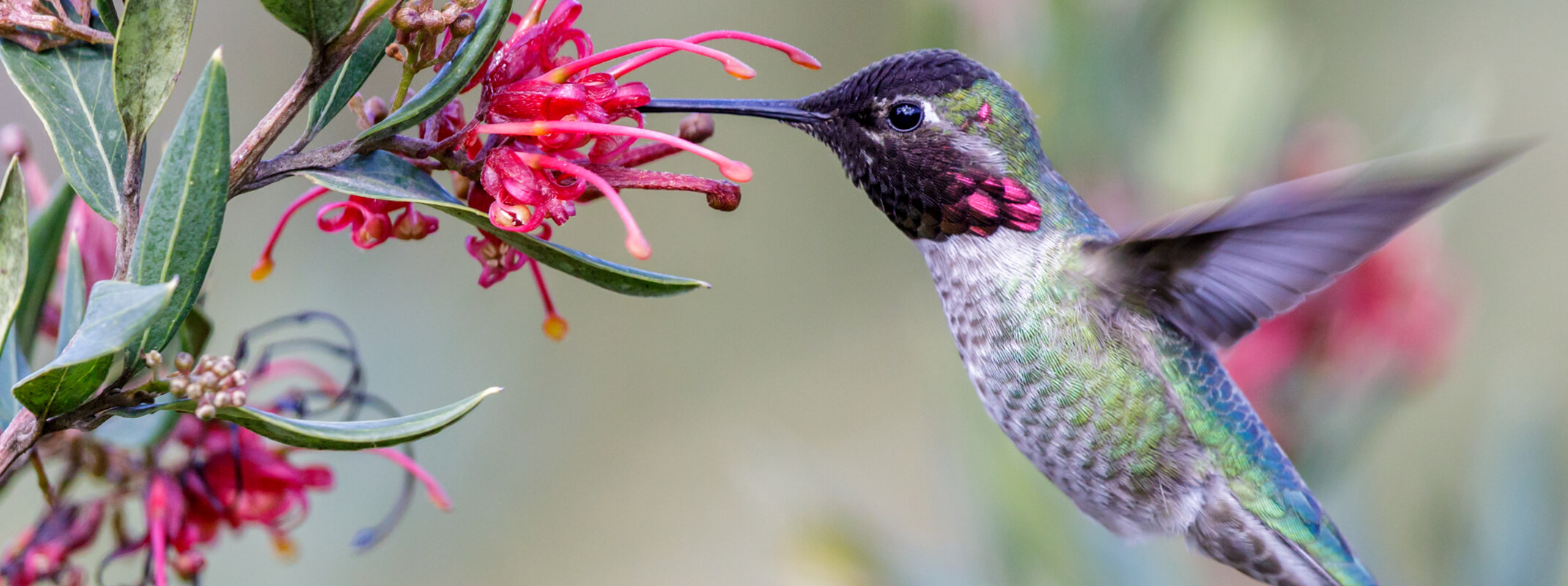 Hummingbird looking for nectar in fuchsia plant