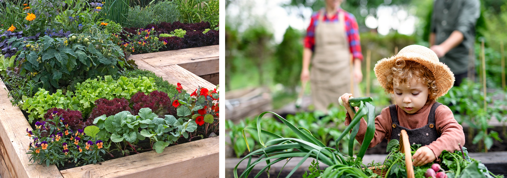 2 images with the first being a raised garden bed full of various lettuces and other edible plants, pansies and flowers and a second image of a child looking at fresh vegetables in a basket with adults blurred in the background standing in front of a raised garden bed