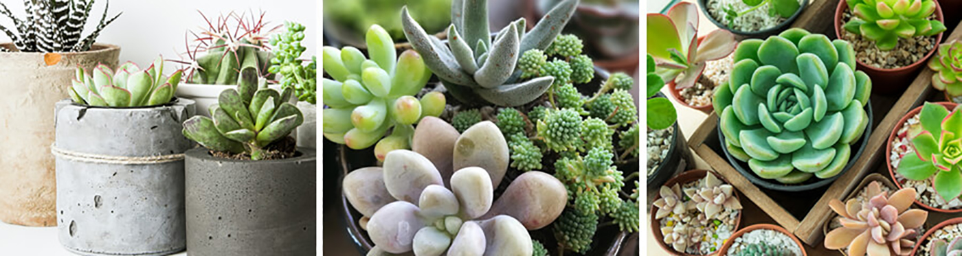 3 images of succulents with the first being different types in different kinds of pots.  The second image is multiple varieties of succulents in a single pot and the third is multiple varieties of succulents as you would purchase them in their original plastic container lined up