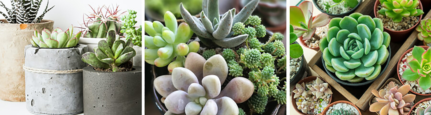 Succulents in containers 3 images of succulents with the first being different types in different kinds of pots. The second image is multiple varieties of succulents in a single pot and the third is multiple varieties of succulents as you would purchase them in their original plastic container lined up