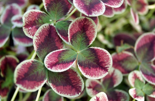 Trifolium clover Trifolium clover