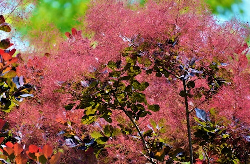 Royal purple smoke tree