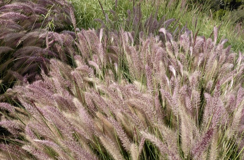 A landscape with a mass of giant fountain grass or pink pennisetum