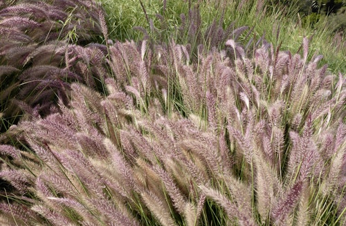 Giant fountain grass - pink pennisetum A landscape with a mass of giant fountain grass or pink pennisetum