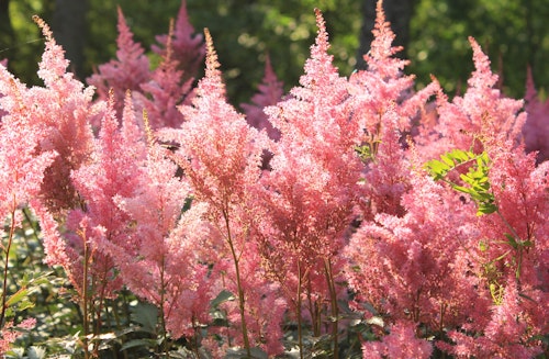 pink astilbe a mass of pink astilbe