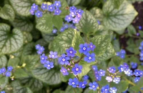 Jack frost siberian bugloss with blooming little purple flowers