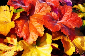 Southern comfort coral bells heuchera
