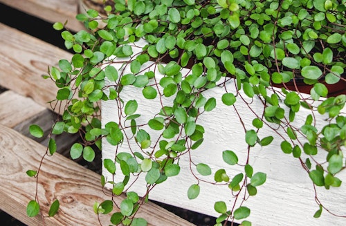 Creeping wire vine houseplant sin a white planter on a wooden surface