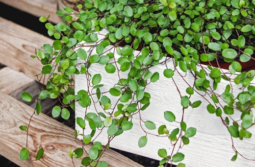 creeping wire vine houseplant or spiller for container garden Creeping wire vine houseplant sin a white planter on a wooden surface