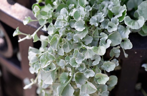 plant called silver falls dichondra spilling over a brown gate or terrace
