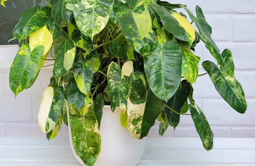 Potted in a white container and sitting on a front porch is a variegated philodendron burle marx houseplant