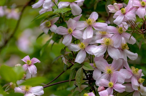 Pink clematis