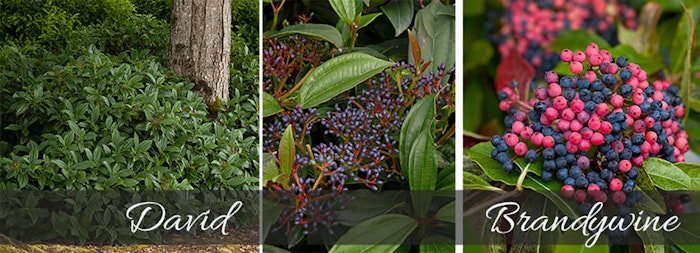 3 imgaes of viburnum shrubs, the first two are david viburnum and the third is brandywine