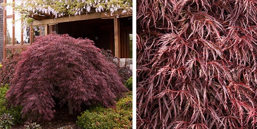 two images of crimson queen japanese maple trees, the first a full tree in a landscape and the second close up of the leaves