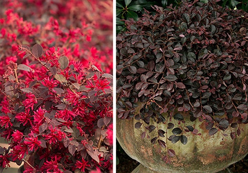 2 images of loropetalum, one close up and the second in a container