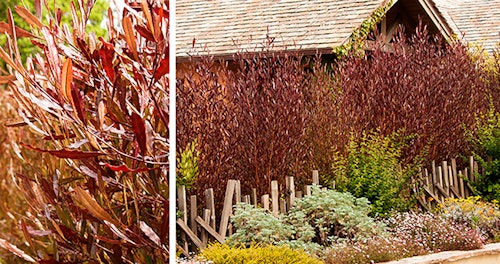 2 images of purple hopseed shrub one up close and the other in a landscape setting in front of a home with a fence in front