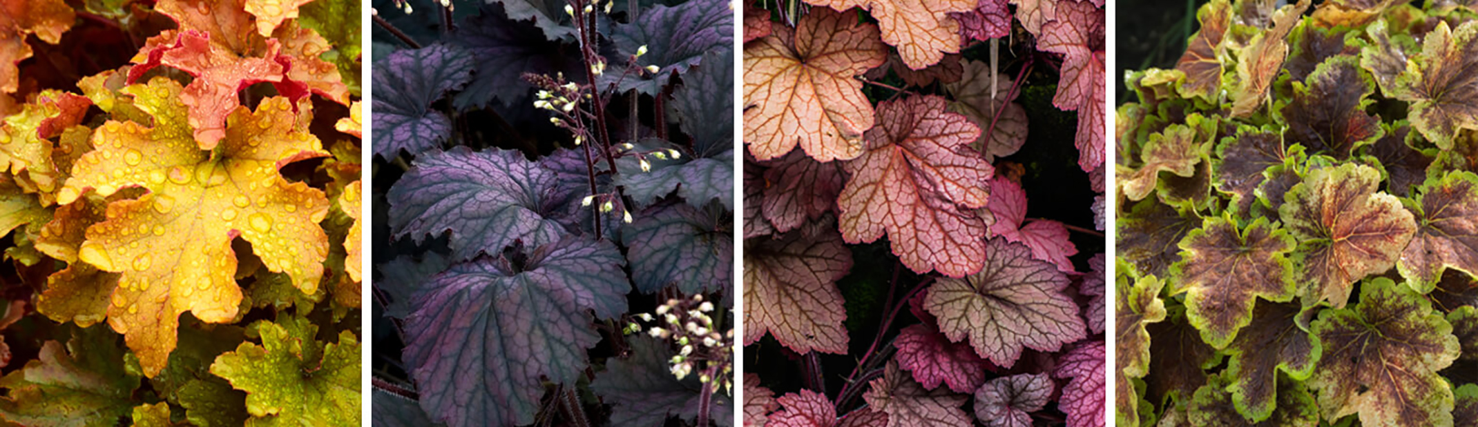 4 images of heuchera, the first is an orange color the second is a purple black color, the thrid is a deep purple red with a peach blush and the fourth is a green heuchera with purple inside