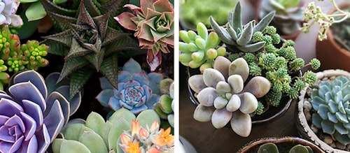 Assorted succulents of various shapes and color positioned together and planted together in containers