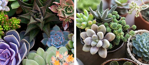 Succulents - assorted varieties single and in containers Assorted succulents of various shapes and color positioned together and planted together in containers
