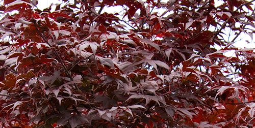 Bloodgood japanese maple tree