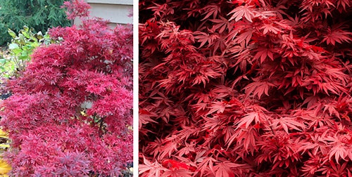 2 images of shaina japanese maples