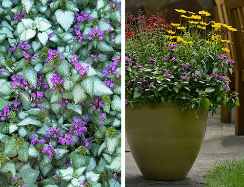 2 images of the perennial lamium, the first up close with its purple flowers and the second in a container garden, mixed with other plants